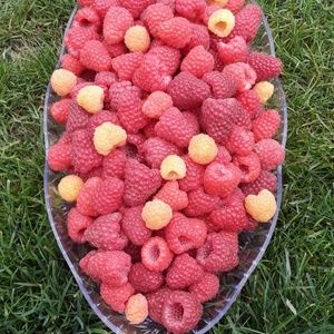 Meet your Posher, Clara